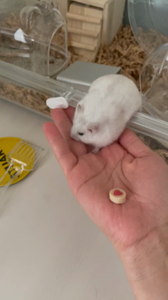 おやつが欲しい時の記事動画