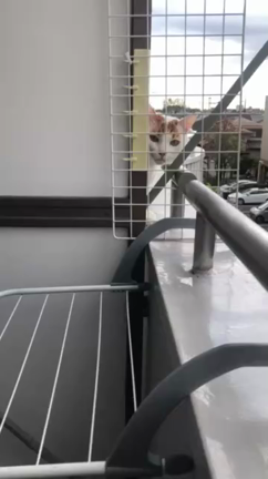 麦くんの記事動画