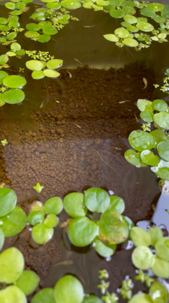 メダカちゃんスイスイ〜の記事動画