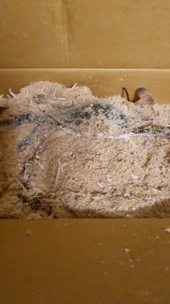 カンジャンケジャンを作ってみた！の記事動画