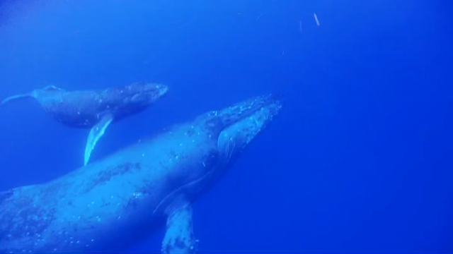 2021 徳之島ホエールウォッチング&スイムのご案内の記事動画