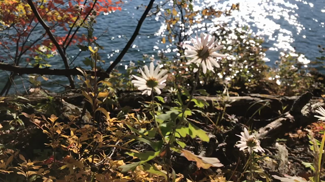 秋の中禅寺湖（湖畔サイクリング）の記事動画
