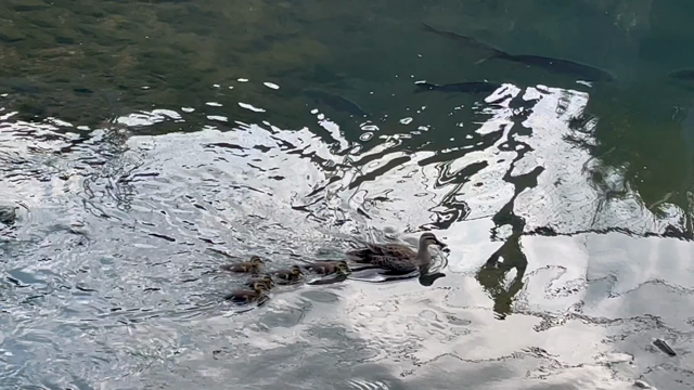 カルガモ一家　動画編の記事動画