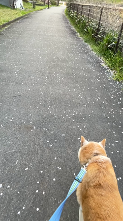 のぞみ公園の桜　御呂戸川沿いの桜　動画で紹介の記事動画