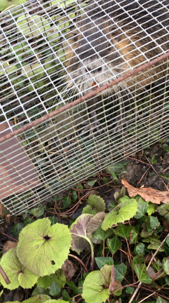 ヌートリアの駆除の記事動画