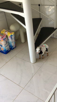 極小ミニヤギ達元気いっぱい成長中の記事動画