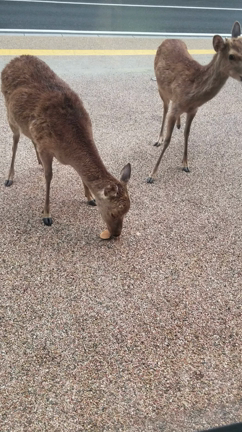 くりはらワールド♪の記事動画