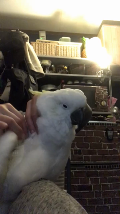 我が家のオウムが罹患している病気、PBFDについての記事動画