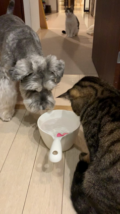 【猫用おもちゃ・魚ロボット】に見る犬猫それぞれのリアクションの記事動画