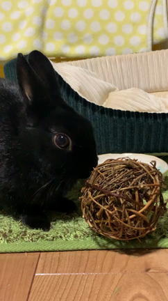 #うちの子が好きなおもちゃ  ボール＆おふねの記事動画