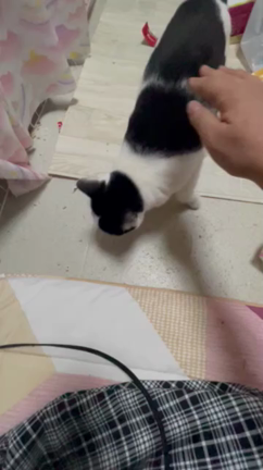 ドM⁈なカカちゃん☆動画編の記事動画