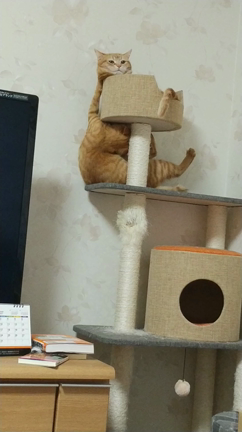 今日のてっぺん争いの記事動画