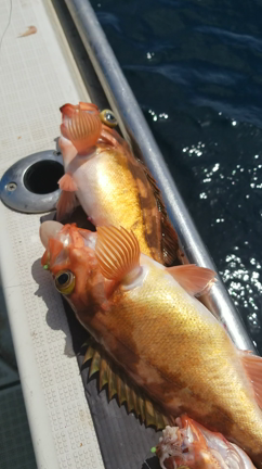 ジャンボメバル大漁中‼️の記事動画