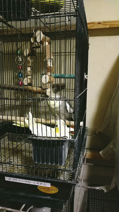 交尾の記事動画