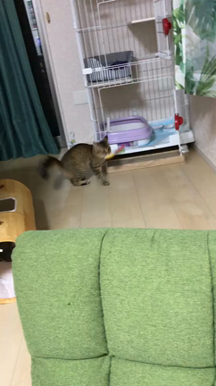 ずっとのおうちが決まりましたの記事動画