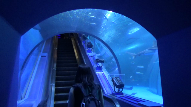 1人で横浜・八景島シーパラダイスに行ってみた　【動画あり】の記事動画