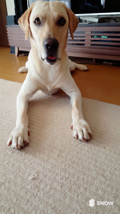 スイカが美味しい季節です。の記事動画