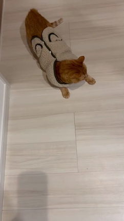 ラーメンデートしてきたよ！の記事動画