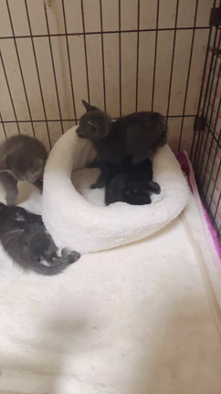 ベッドの取り合いの記事動画