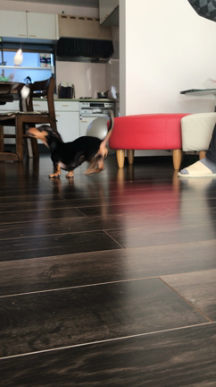 猫じゃらし ｉｎ実家の記事動画