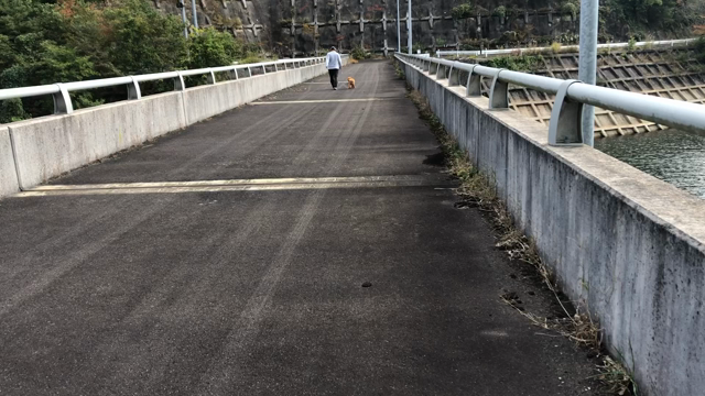 ラテとお出かけの記事動画