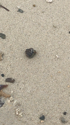 vol.268配信～石垣島トークと名作ライブラリーの記事動画