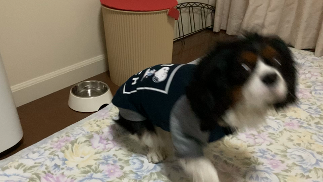 告知と、犬との生活の記事動画