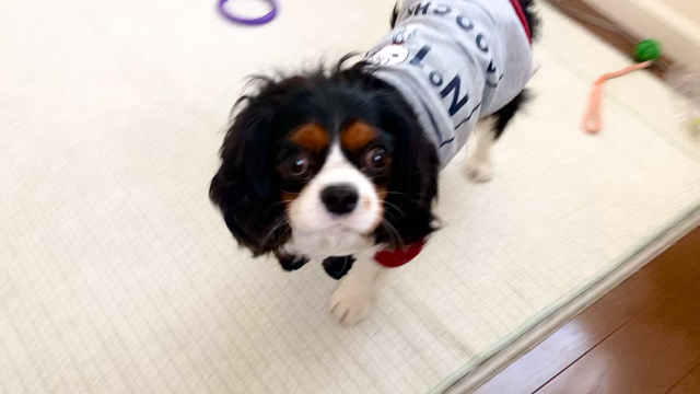 不利な状況だからこその記事動画