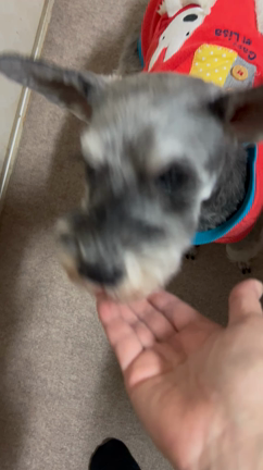 クリスマスは終了の記事動画