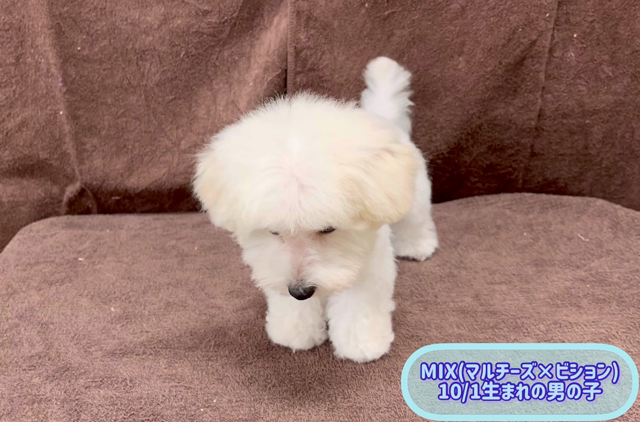 マルビションちゃんトリミング♪の記事動画