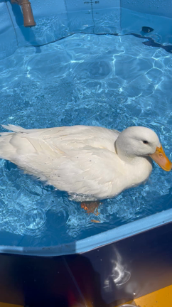 お店の前のスペースに、アヒル用のプールを設置しました！の記事動画