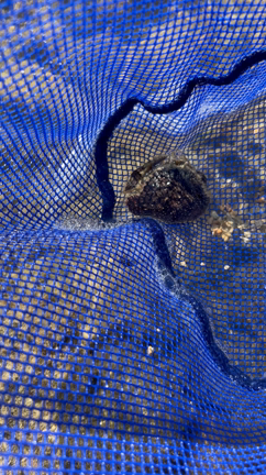 謎のカニが取れた　沖縄ビーチの記事動画