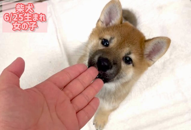 柴ちゃんシャンプー♪の記事動画