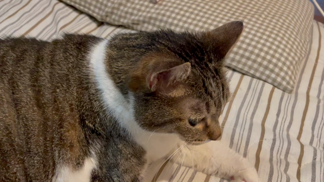 傷口も癒えて。の記事動画