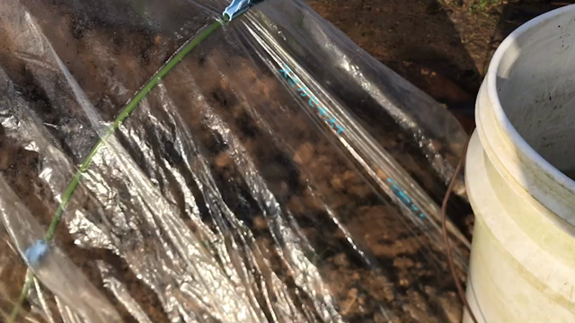 ミッキーと葉牡丹の記事動画