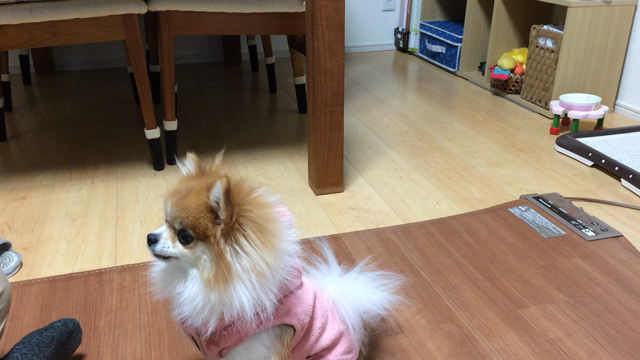 豆まき〜の記事動画