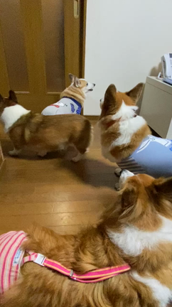 2022　コギクラオフ会　in Awajiの記事動画