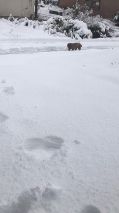 雪にハマりながらの記事動画