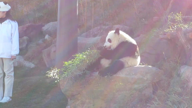 ☆和歌山　アドベンチャーワールド　動画　パンダ編の記事動画