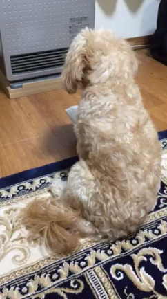 年末大忙し、と、動くどんちゃん。の記事動画