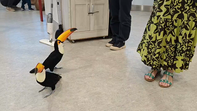 秋はフラダンスのシーズン?!の記事動画