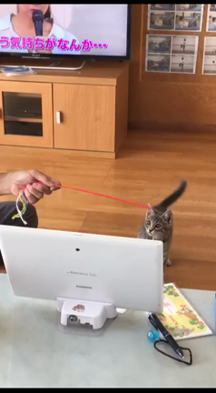 ウサギか！の記事動画