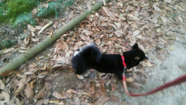 小菊の日課は…の記事動画