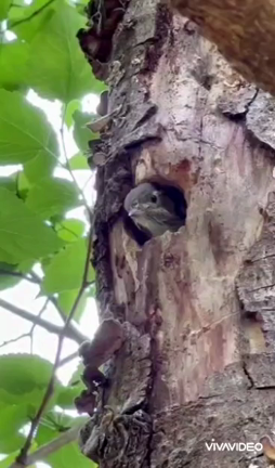 自然・J運営と解任の記事動画