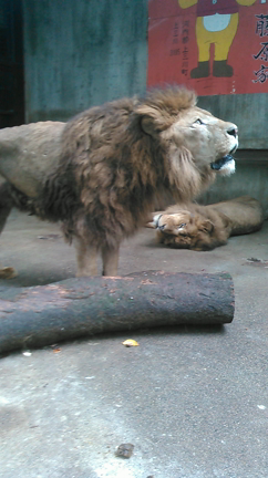 無言の威圧感 宇都宮動物園 飼育員のブログ
