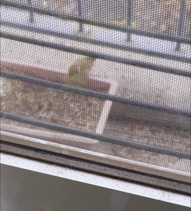 すずめさんの砂浴びと水浴びの記事動画