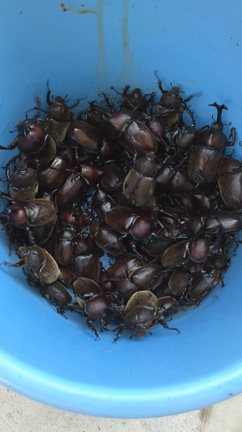 カブトムシ誕生(^｡^)の記事動画