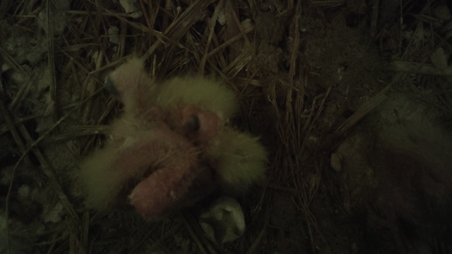 今日の雛ちゃん様子の記事動画