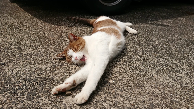 寒いですの記事動画