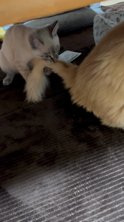 仲良し？の記事動画